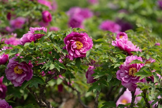 CGTN: 'Ekonomi Bunga' yang Berkembang Pesat - Industri Peony Heze Meningkatkan Pembangunan, Pertukaran Budaya