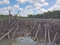 Gunduli Mangrove Bisa Dipidana?