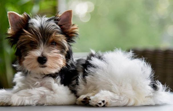 Anjing-anjing Mahal! Biewer Terrier, Anjing Terbaru di American Kennel Club