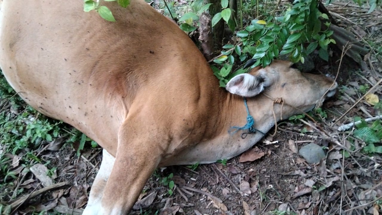  Babatan Seluma Dihebohkan Penemuan Bangkai Sapi! Diduga Aksi Curnak