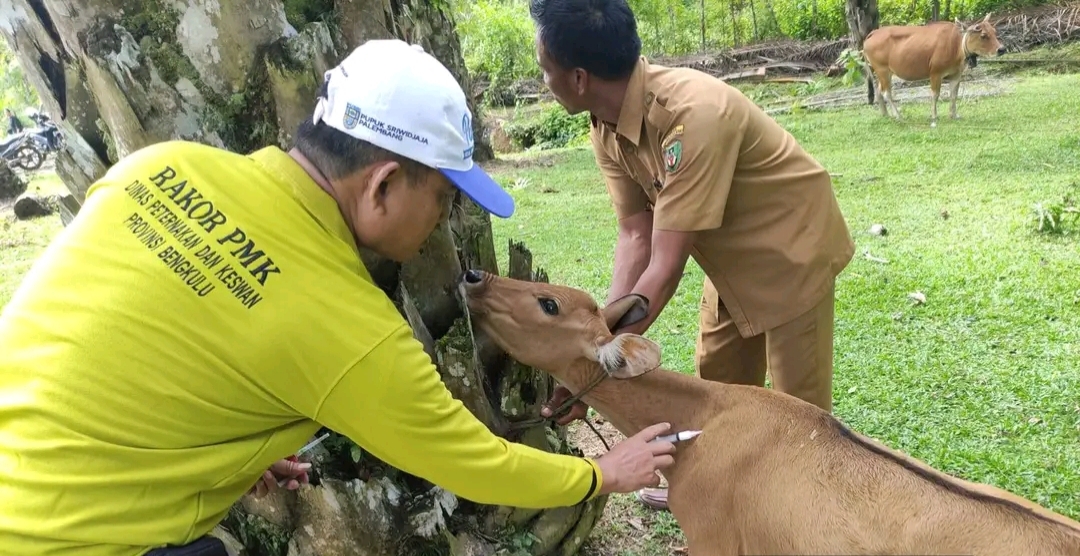  Tim Panter Distan BS akan Tindaklanjuti Laporan 7 Kerbau Warga Mati