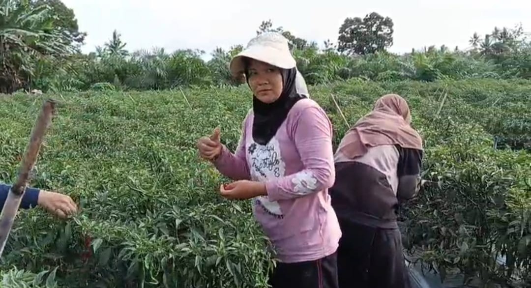 Dampak Banjir di Sumbar, Harga Cabai Meroket di Ujung Tahun 2025