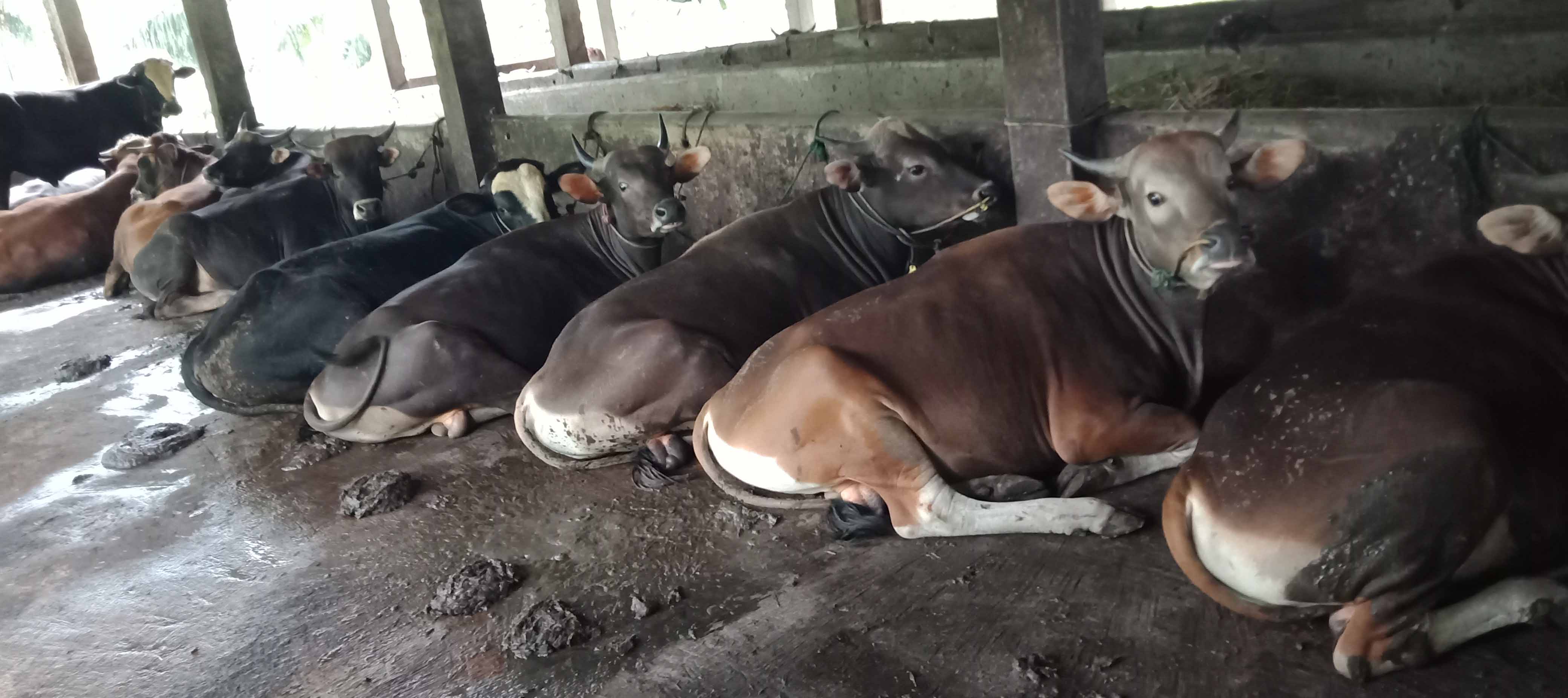 Harga Sapi Seluma,  Sama dengan Sapi Lampung