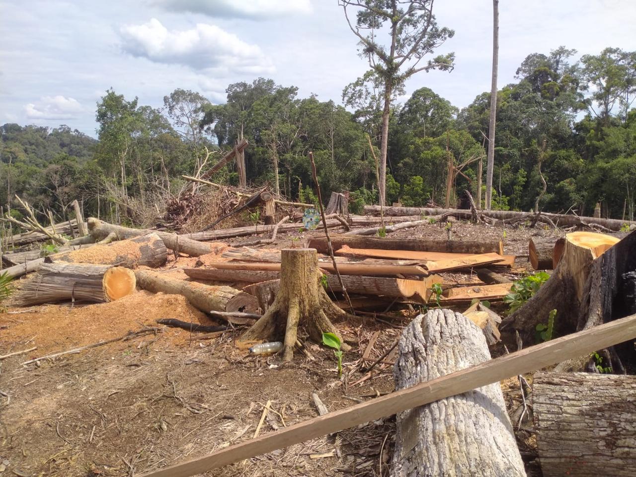 Menggugat tanggungjawab negara atas kejahatan kehutanan yang terus terjadi di habitat gajah di Bentang Seblat 