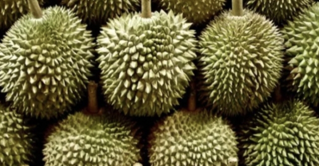 Durian, Seluma Lebih Gurih dan Manis Harganya Lebih Murah