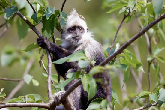   Tech-Driven Restoration: Saving the World's Critically Endangered White-headed Langur