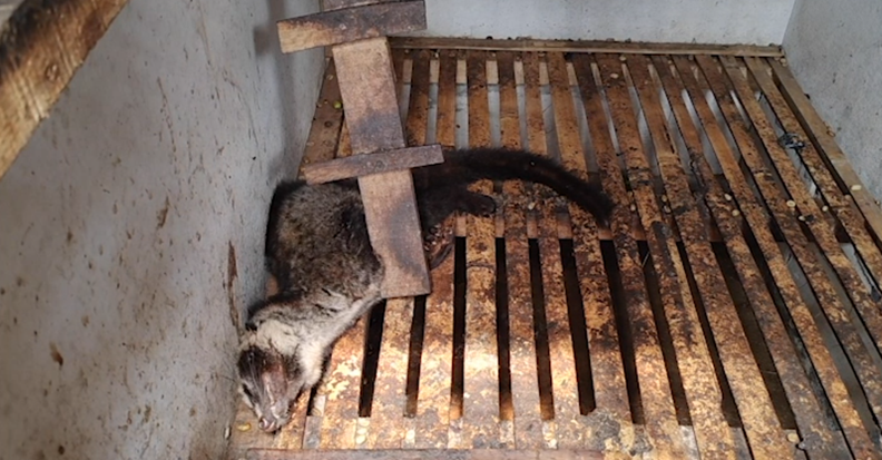 PETA Adukan Peternakan Luwak di Jabar, Temuan Luwak Luka, Sakit, dan Sekarat