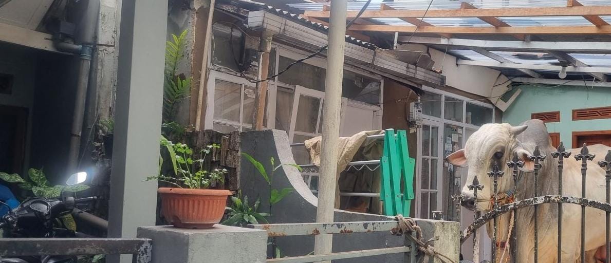 Sapi Kurban Mengamuk Saat Akan Disembeli, Tiga Anak Jadi Korban