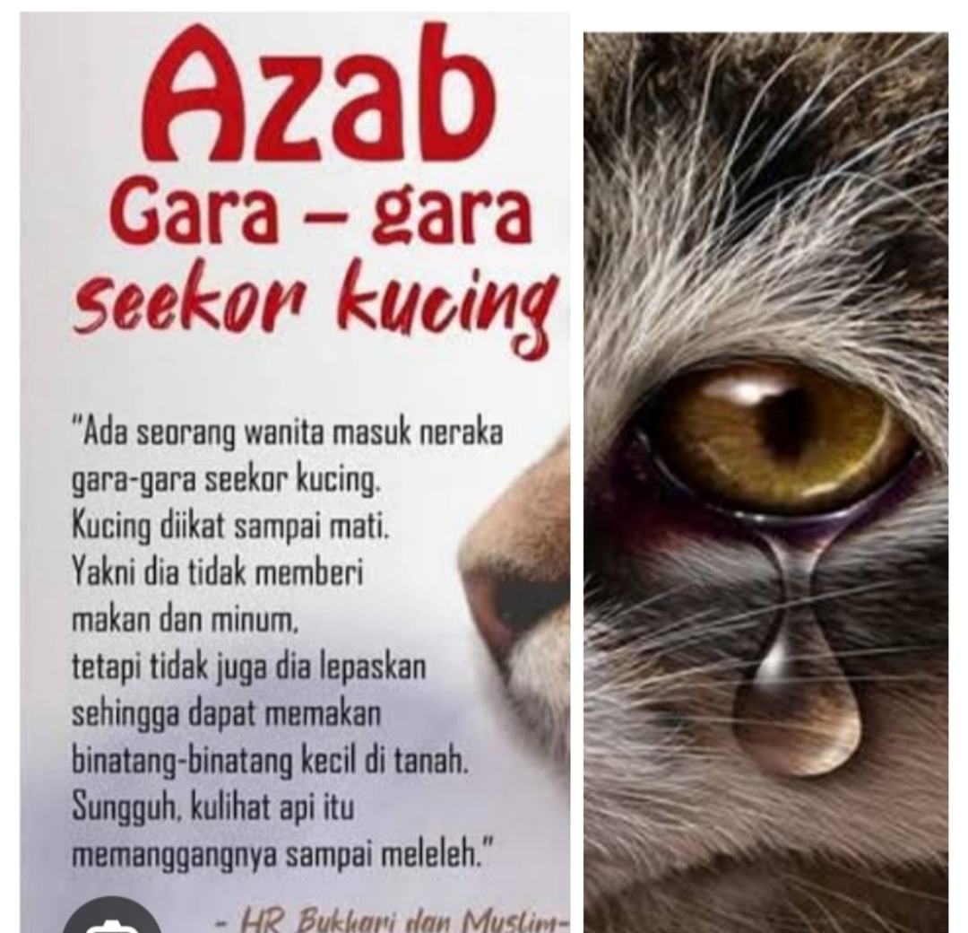 Kisah Seorang Penyiksa Kucing Berakibat Masuk Neraka. Ini Penjelasan ...