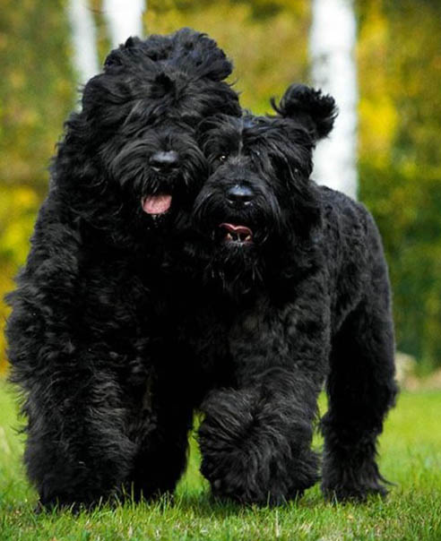 Anjing-Anjing Mahal!  Black Russian Terrier, Si penjaga Rumah