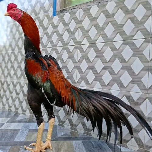 Ayam Bangkok, Berikut Ciri Ayam Bangkok Kualitas Tinggi 