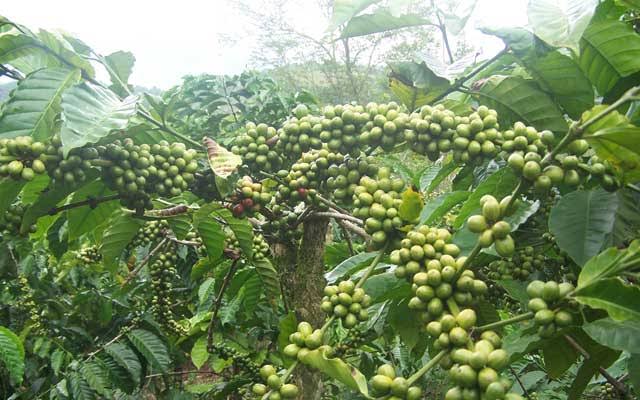 Walau Belum Musim, Segini Harga Biji Kopi Di Seluma