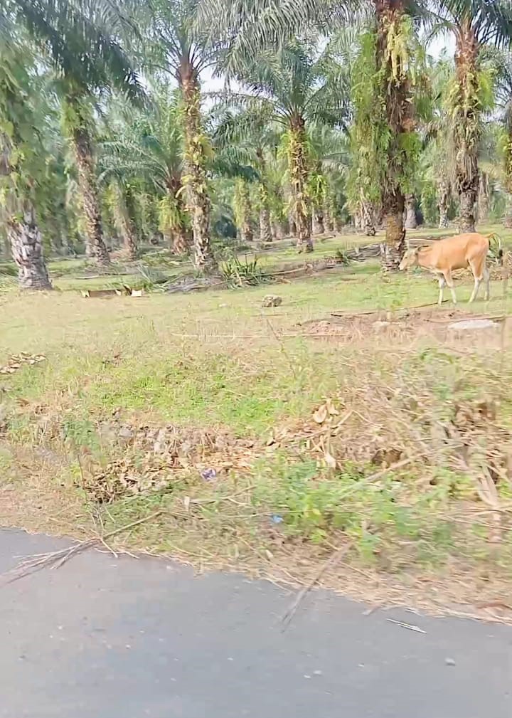  Sehari Terpasang, Papan Merek di Lahan Eks HGU Sabudin Sudah Dibuang OTD