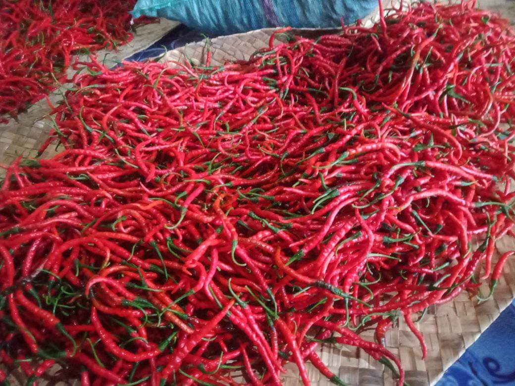 Harga Cabai Merah Mahal, Petani  di Ulu Talo Untung