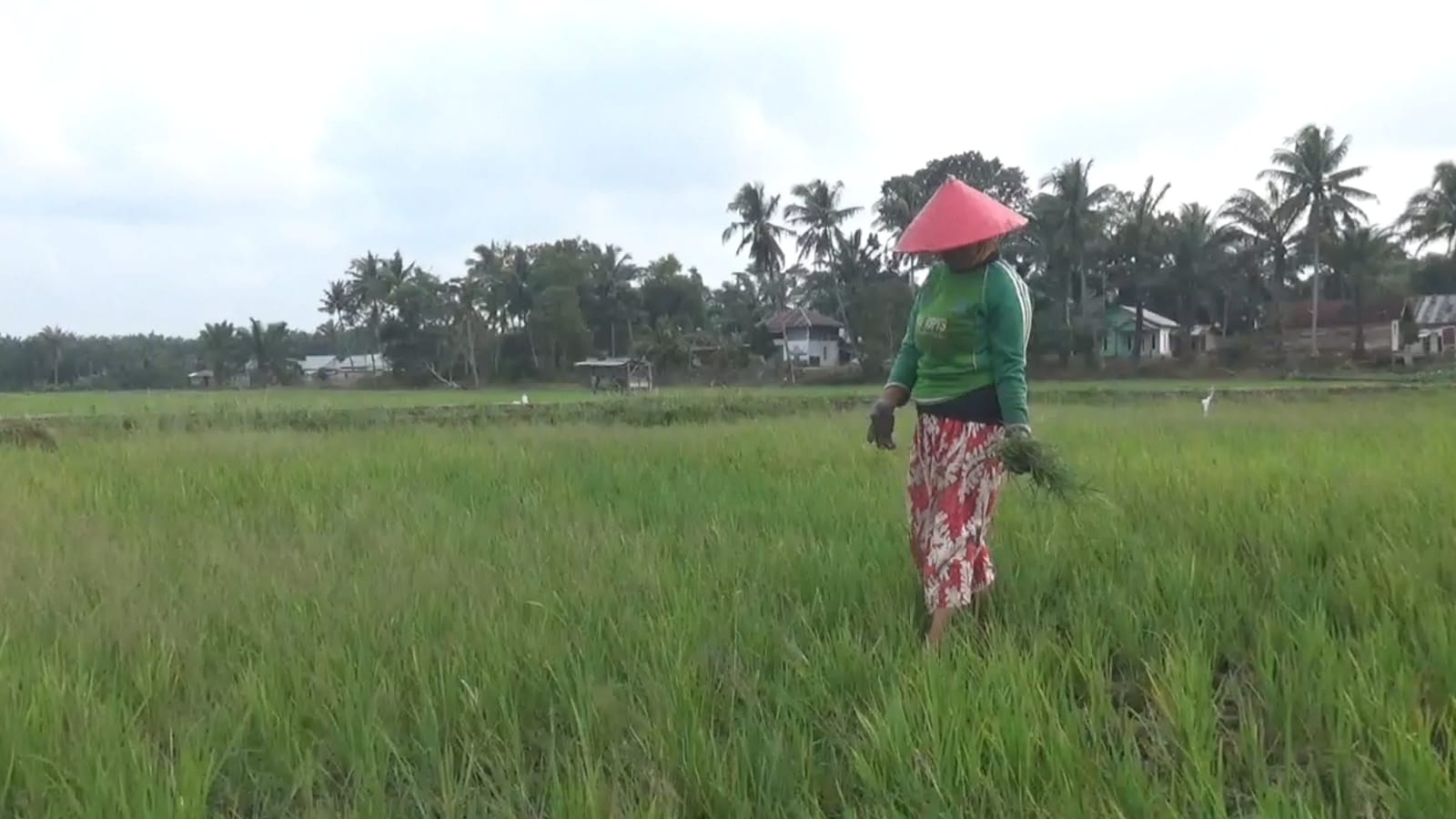 Lahan Persawahan di Seluma Kekeringan, Dipastikan Periode Ini Gagal Panen