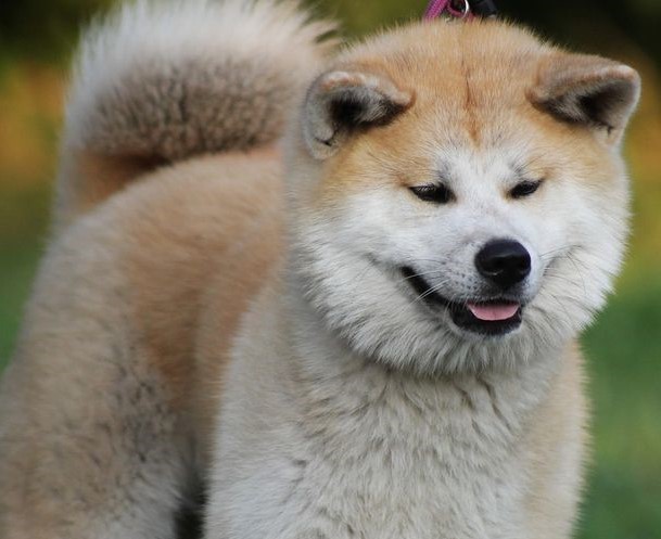  Anjing-anjing Mahal! Akita, Anjing Jepang yang Setia