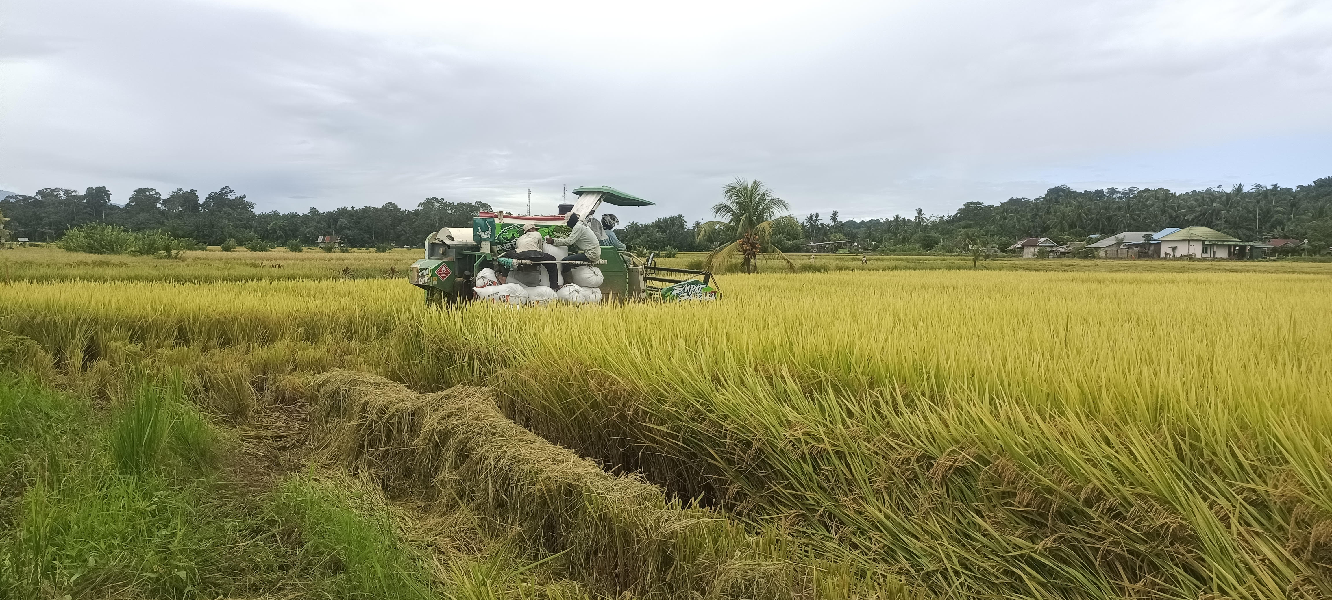  Panen Padi dengan Mesin Combine Harvester, Petani Mampu Selesaikan 1 Hektar Dalam Hitungan Menit
