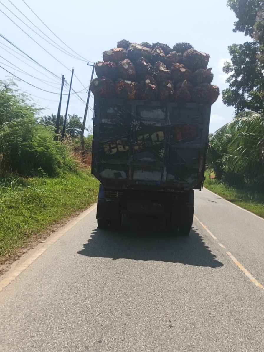 Bahayakan Pengendara Lain, Truk Sawit ODOL Kian Marak di Seluma
