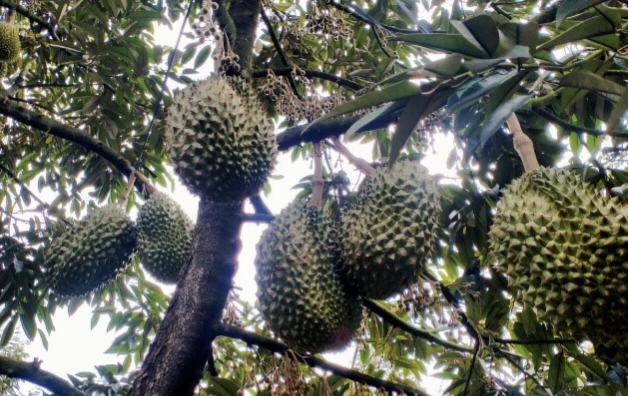 Tips Durian Seluma Kelezatan Buah Tropis dengan Daging Gurih dan Tebal