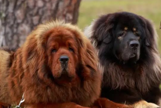 Anjing Anjing Mahal! Tibetan Mastif Harganya Bisa Miliaran