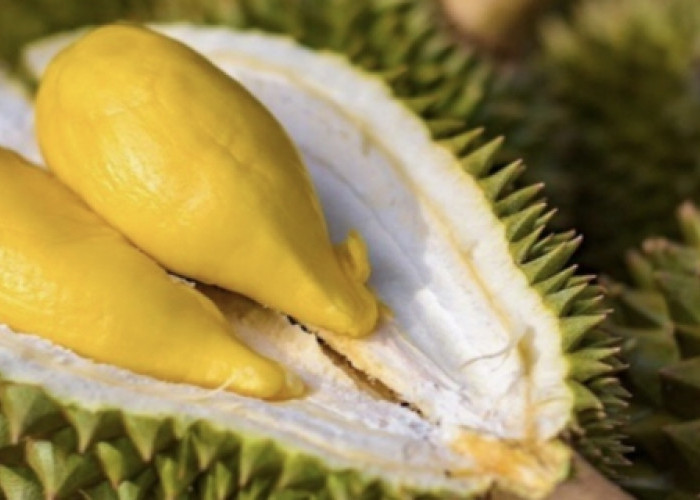 Menyantap Durian Seluma, Rasanya Lezat Aroma di Gemari Masyarakat