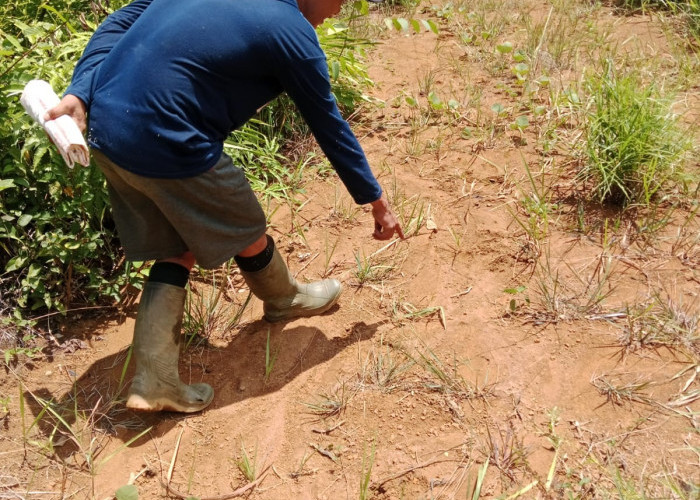 Saat Panen Sawit di Talang Kebun, Petani Temukan Jejak Harimau! Dari Jejak Harimau Besar   