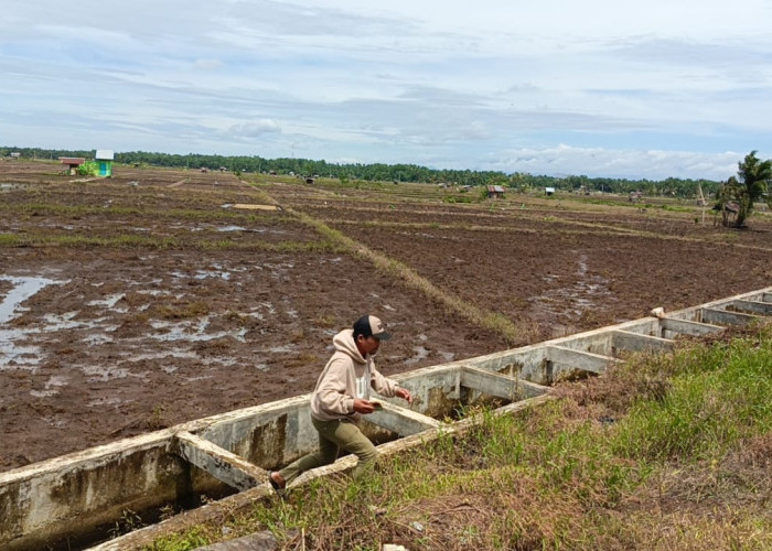  Irigasi Pesawahan Sarimulyo Seluma Buruk, Sawah Terancam Kekeringan dan Banjir