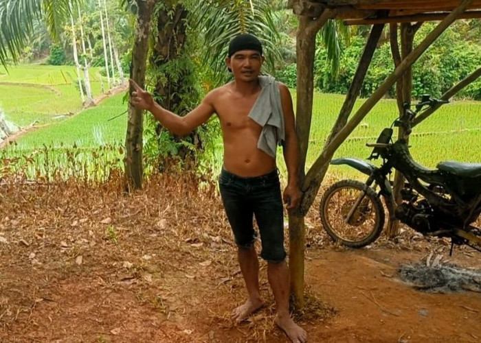 Asyik Tanam Padi di Sawah,  Motor Warga Talo Seluma Malah Digasak Maling