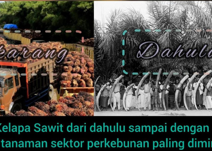148 Tahun Kelapa Sawit Hadir di Sumatera, Dari Tanaman Hias Kini Jadi Tanaman Emas...Simak