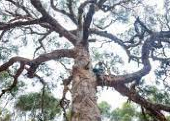  Pemakaman Unik Suku Aborigin! Setiap Suku Berbeda dan Ada Pohon Keramatnya