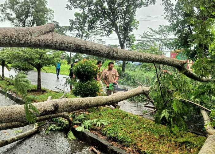  Hujan Badai, Pohon  Depan Kantor Bupati Seluma Tumbang, Nyaris Timpa Pengendara