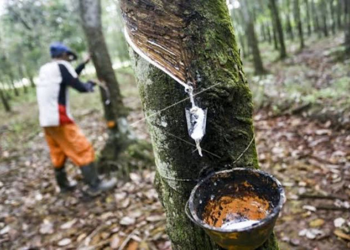 Musim Hujan, Petani Karet Terancam Nganggur Selama 2 Bulan