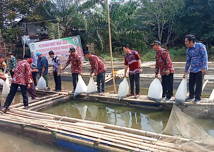  Program Ketahanan Pangan Lawang Agung Seluma, Tebar 20 Ribu Ikan