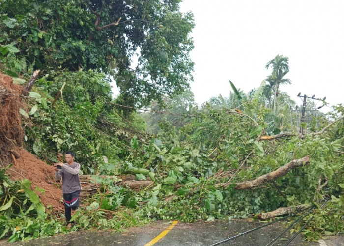  Hujan Badai, Pohon  Tumbang di Seluma, Tutupi Akses Jalan