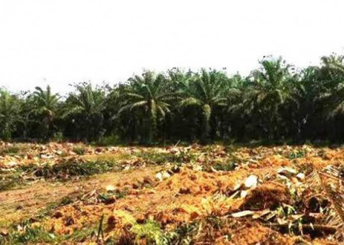 300 Hektare Lahan Sawit Segera Di Replanting, Ini Lokasinya!