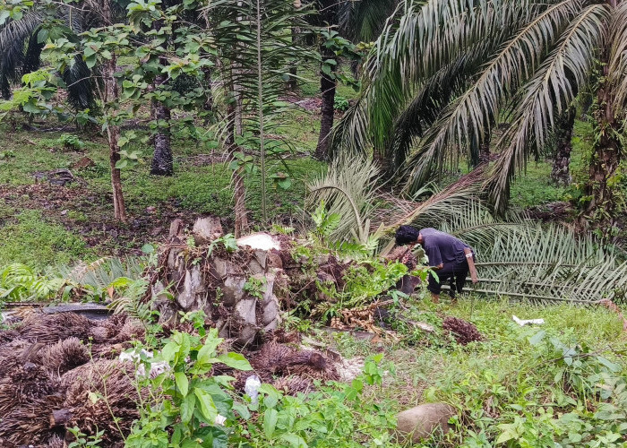 Tebang Pohon Sawit Tanpa Izin, Pemilik Ancam Laporkan PLN Tais Ke Polres Seluma