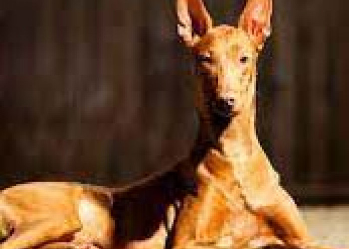   Anjing-anjing Mahal! Pharaoh Hound, Anjing Pemburu Mesir Kuno Jaman Firaun!