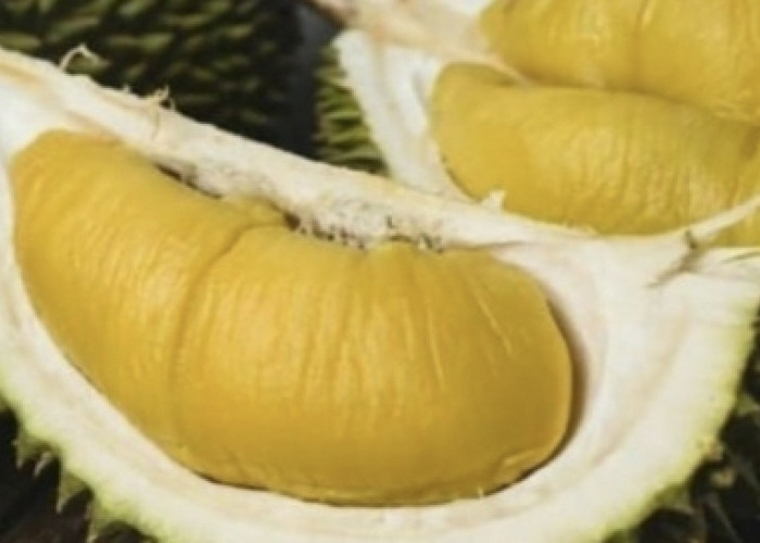Nikmati Khasiat Durian Seluma, Rasanya Manis..... 