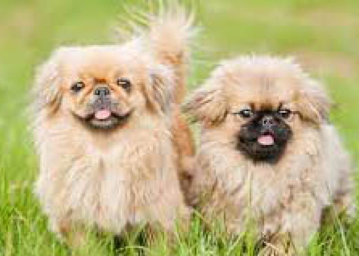 Anjing-anjing Mahal!! Peking Anjing Ras Dari China