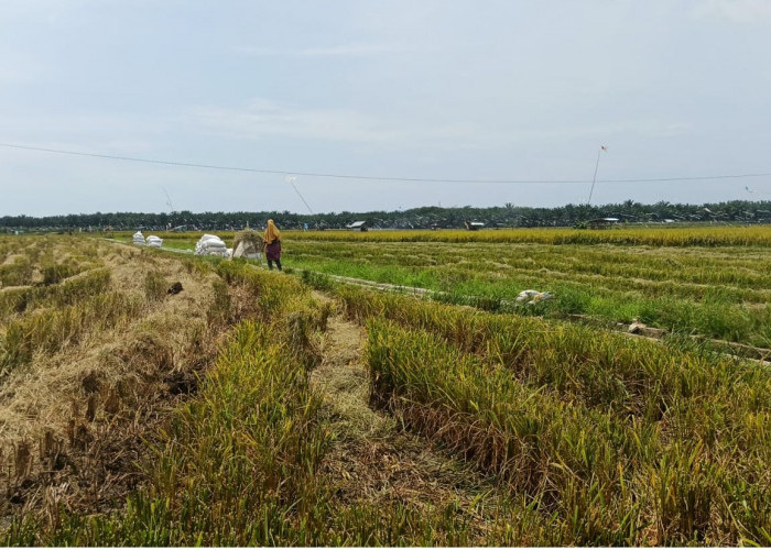 Produktivitas di Sawah Baru Cetak Masih Rendah, Distan Optimistis Meningkat  Musim Tanam Kedua