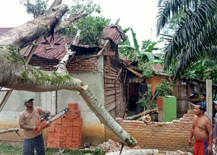 Diterjang Badai, Rumah Warga Sido Luhur Tertimpa Pohon