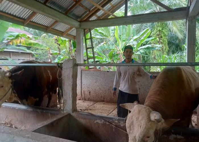 Diprediksi Jelang Hari Raya Harga Sapi Naik, Peternak Waspada Penyebaran Penyakit