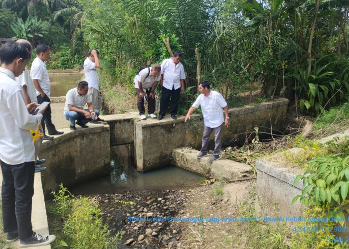  Puluhan Hektar Sawah Kekeringan, TRC Terjun Ataran Keban Agun