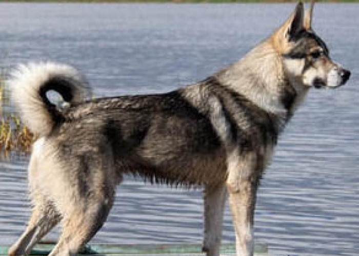  Anjing-anjing Mahal! Canadian Eskimo, Terlangka di Dunia
