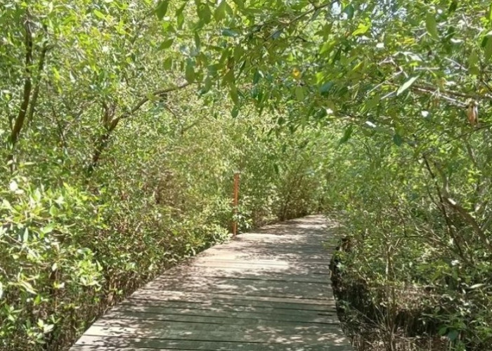 Kebun Raya Mangrove Gunung Anyar: Surga Hijau di Tengah Kota Surabaya