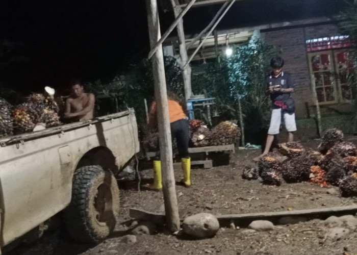 Harga Sawit di Pedalaman Seluma Sudah Tinggal 500/Kg, Petani Tak Panen