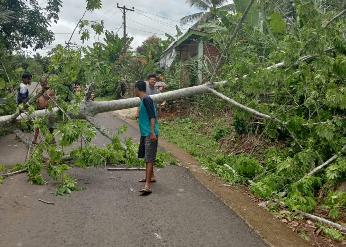 Listrik Padam,Pohon Tumbang dan 6 Tiang Listrik Rubuh Akibat Angin Kencang