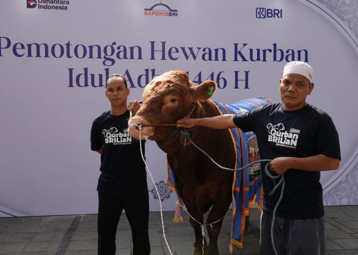 Semangat Berbagi Idul Adha 1446 H, Bapekis dan Karyawan BRI Salurkan 961 Hewan Kurban untuk Masyarakat