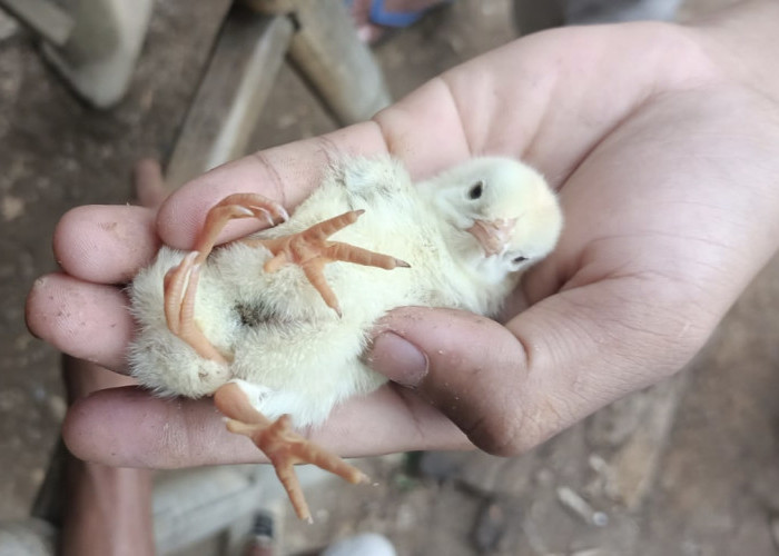 Fenomena, Aneh Anak Ayam Satu Ekor Tumbuh Empat Kaki! 