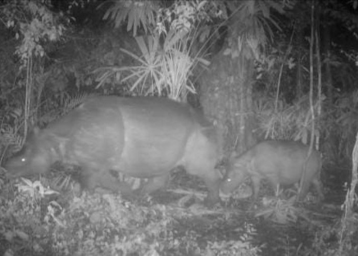 Temuan kelahiran satu ekor anak Badak Jawa di TNUK